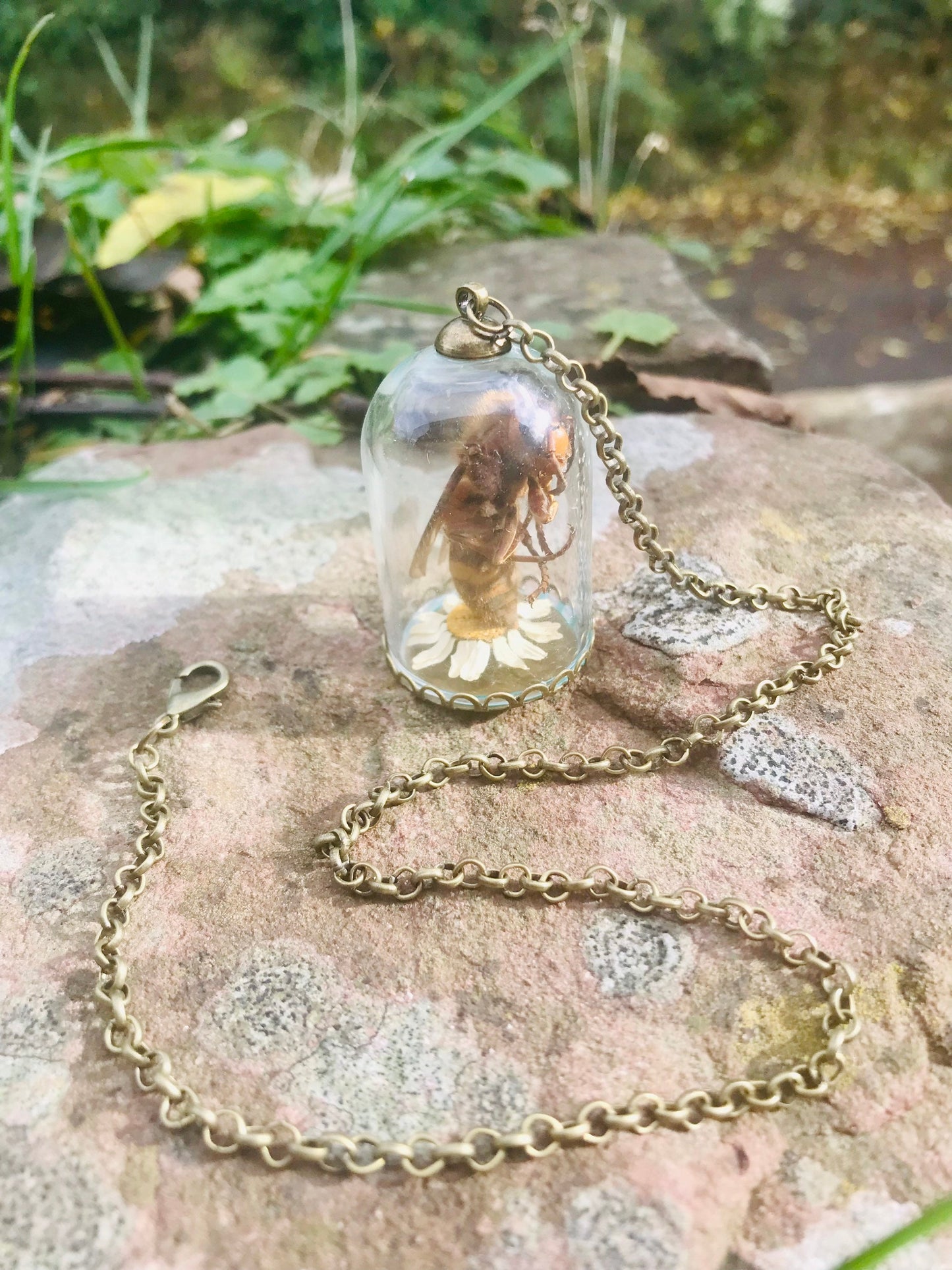 Hornet in a glass Dome