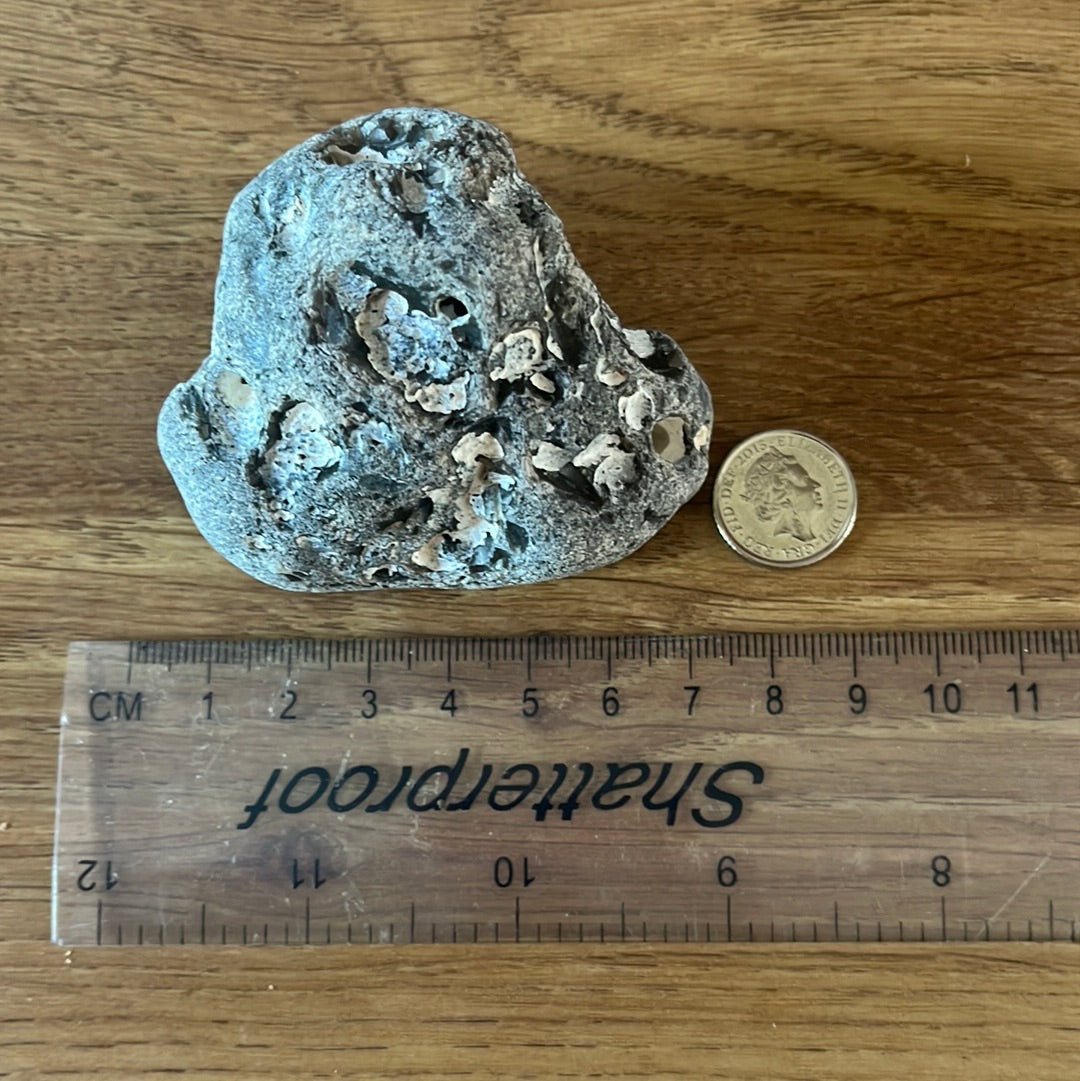 Medium Hag Stone (D21)