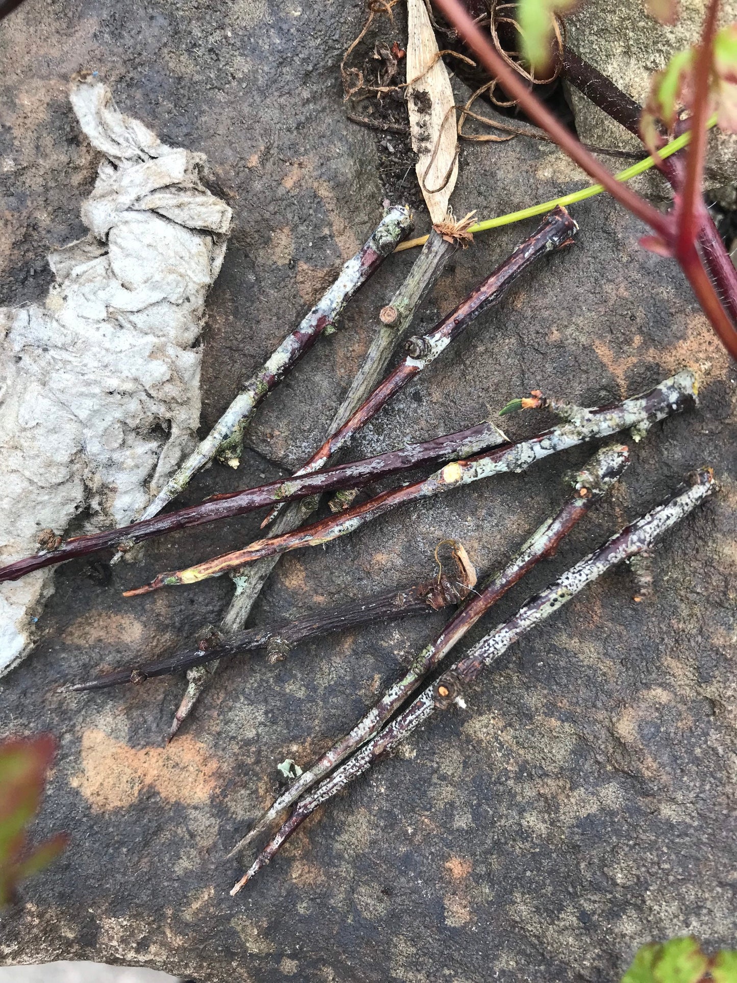 Blackthorn needles