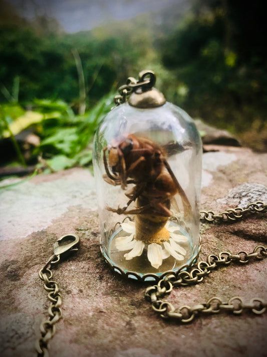 Hornet in a glass Dome